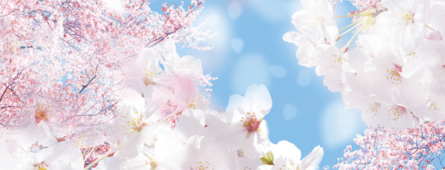 春といえば桜の季節