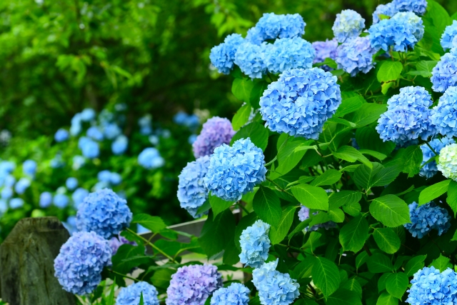 青い花の意味とは