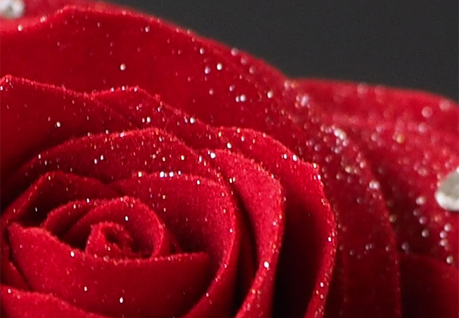 赤バラの花びらにダイヤモンドパウダー